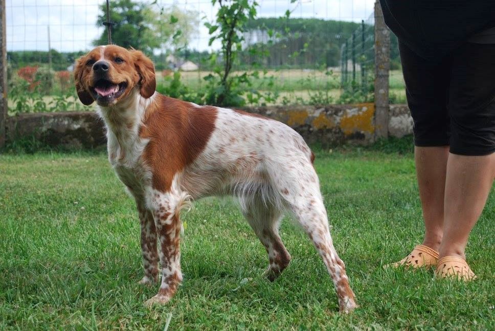 Mascotte De La Vallée D'oysel