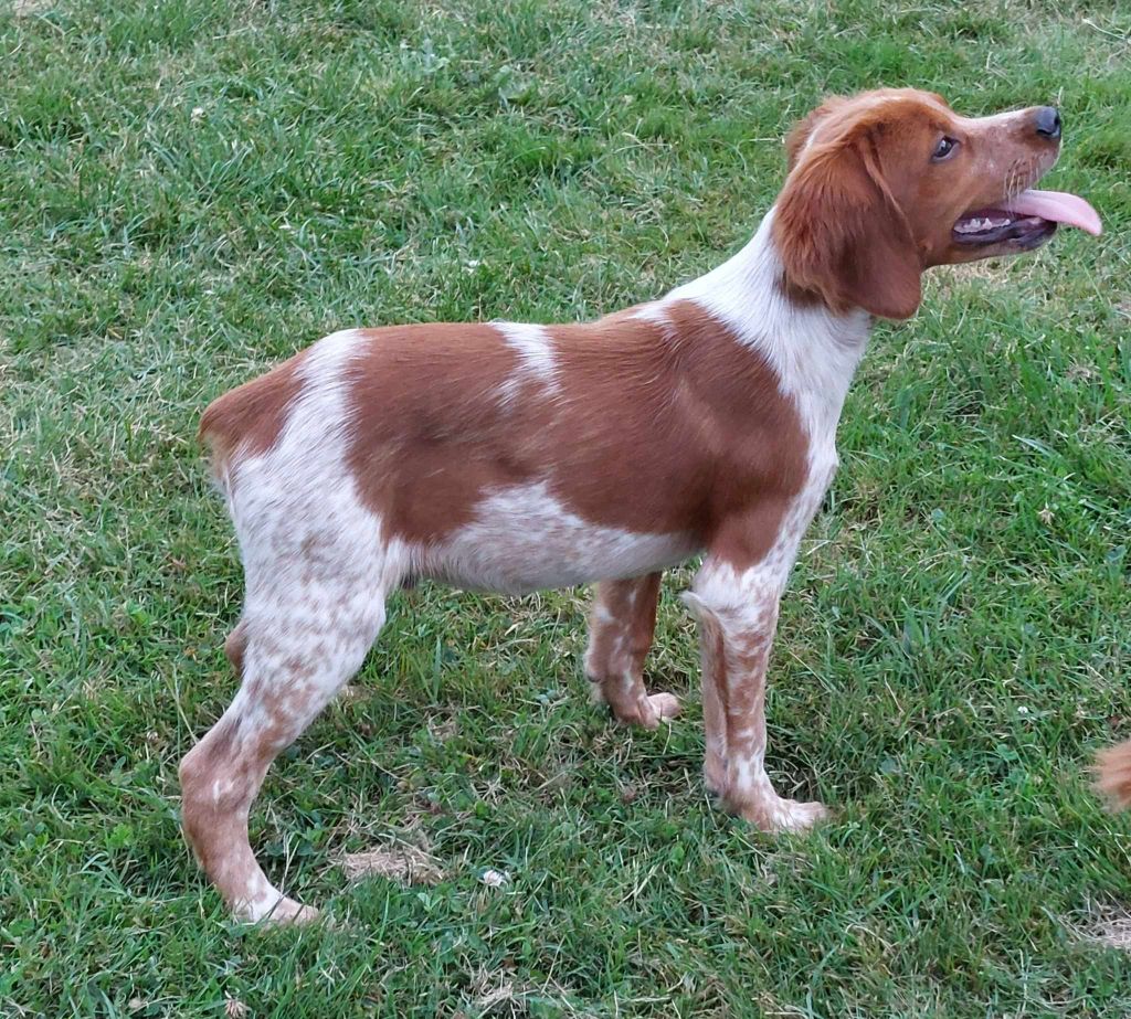 De La Vallée D'oysel - Chiot disponible  - Epagneul Breton