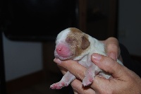 CHIOT