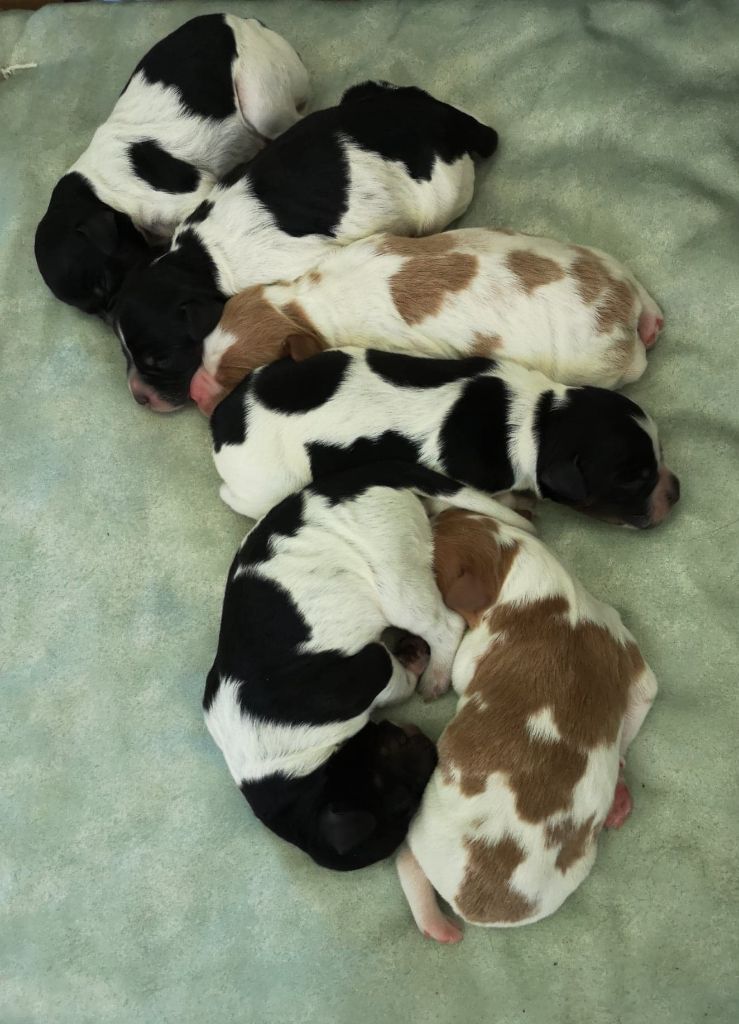 chiot Epagneul Breton De La Vallée D'oysel