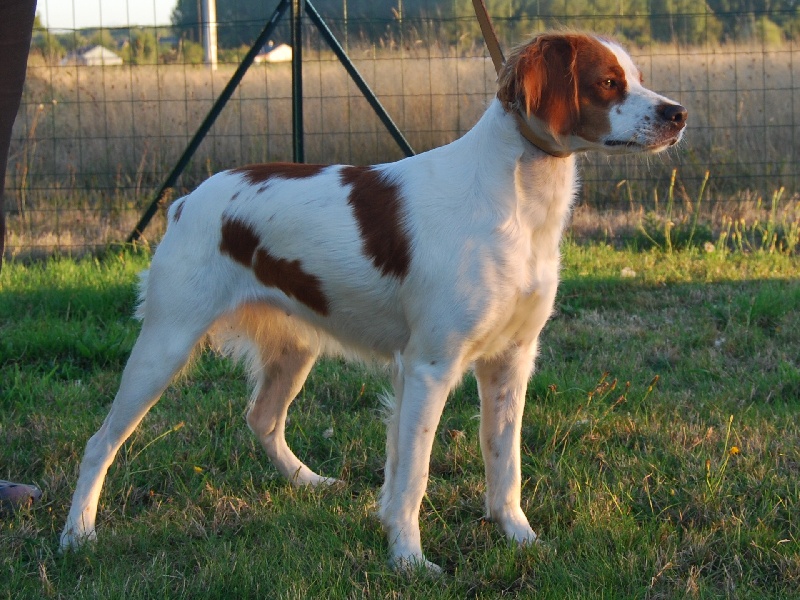 Helly De La Vallée D'oysel