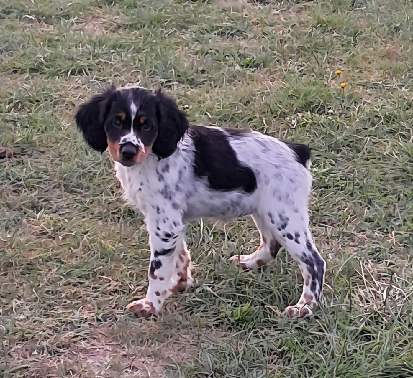 Chiot femelle disponible