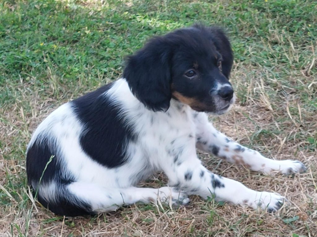 Chiots disponibles