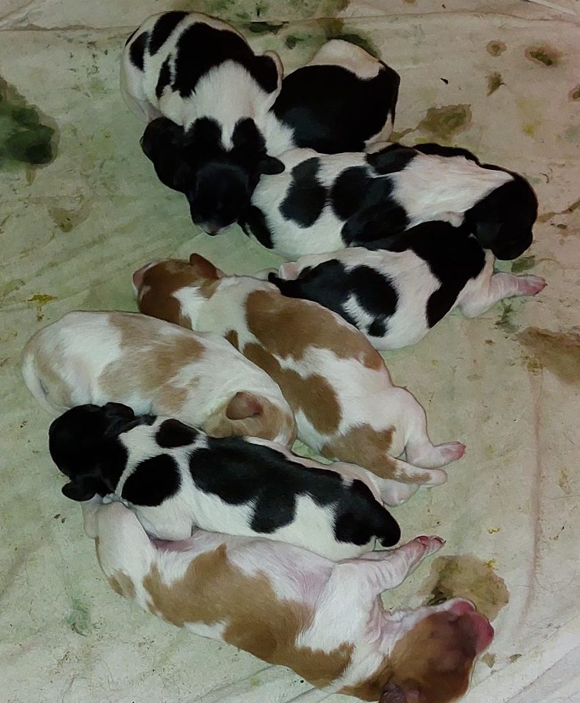 Les chiots sont nés ! 