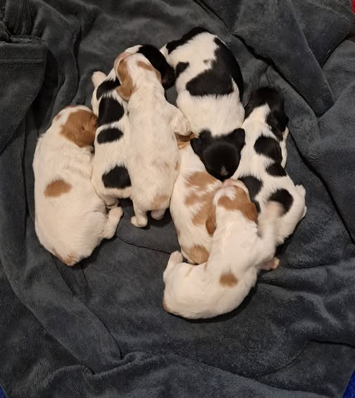 De La Vallée D'oysel - Epagneul Breton - Portée née le 22/02/2026