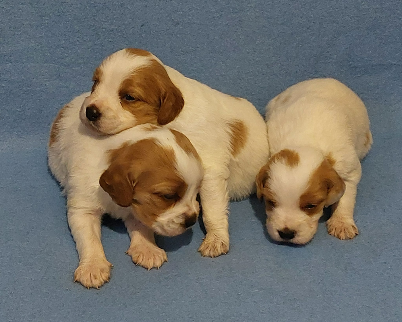 De La Vallée D'oysel - Chiots disponibles - Epagneul Breton