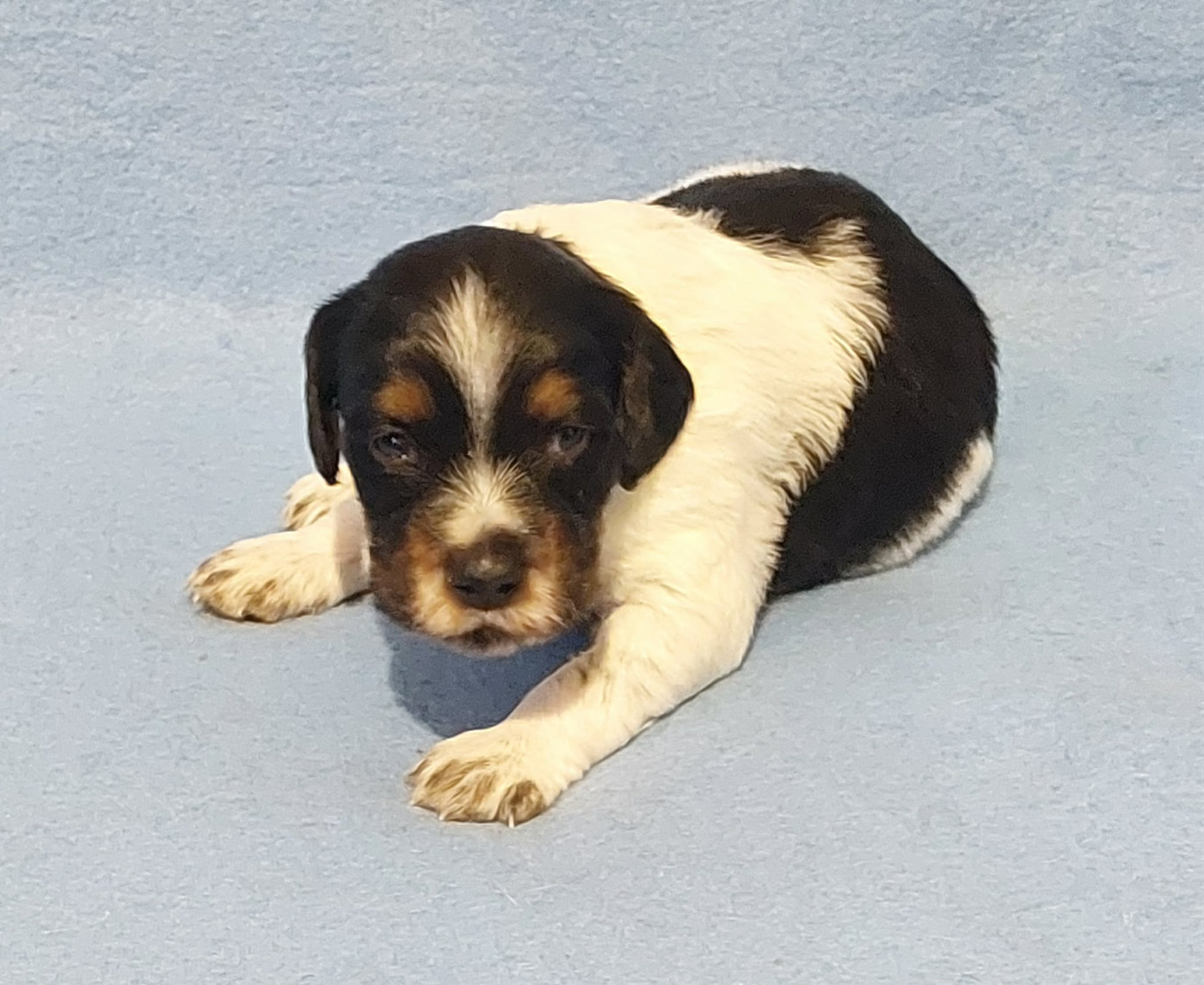 De La Vallée D'oysel - Chiots disponibles - Epagneul Breton
