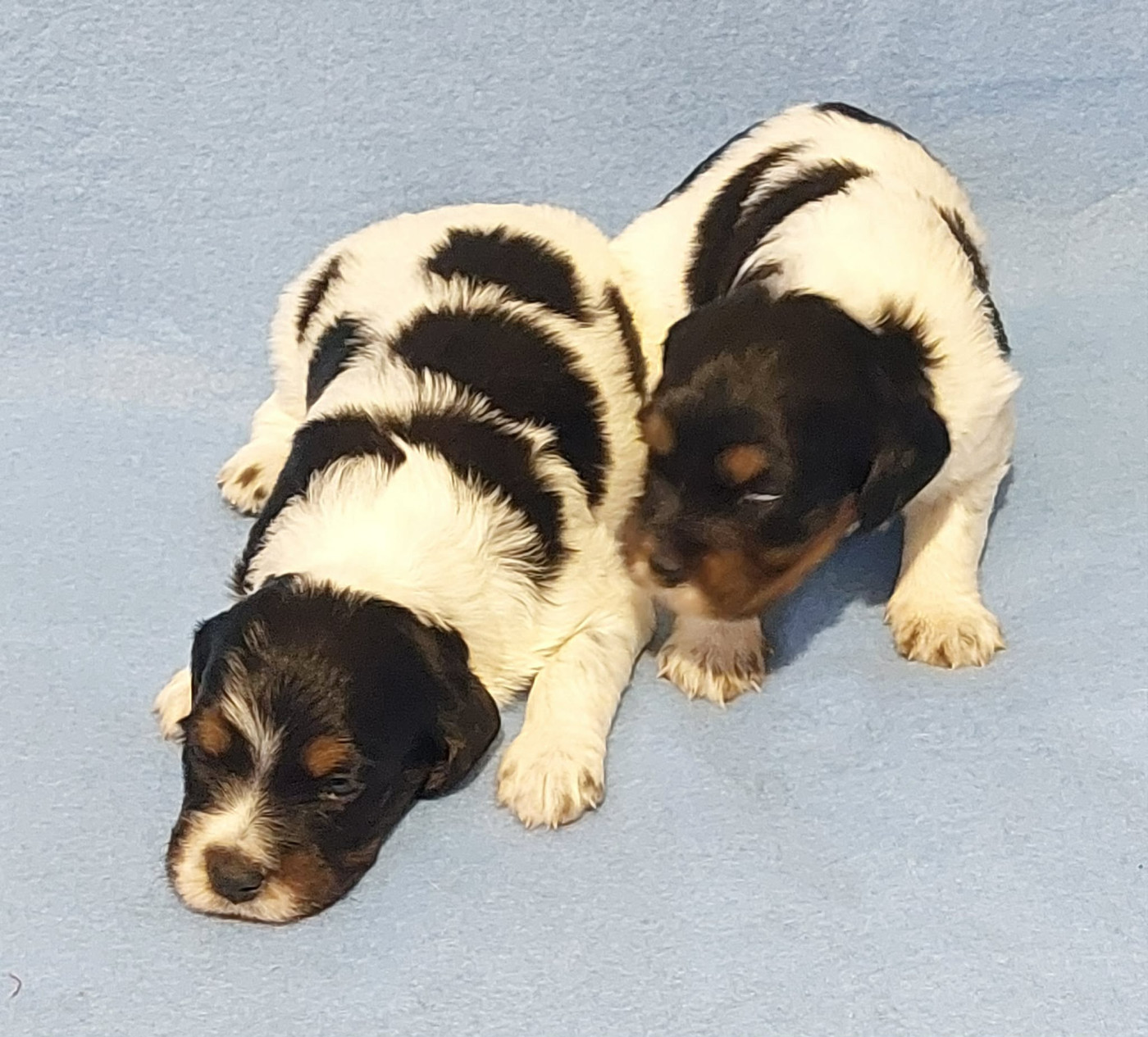 De La Vallée D'oysel - Chiots disponibles - Epagneul Breton