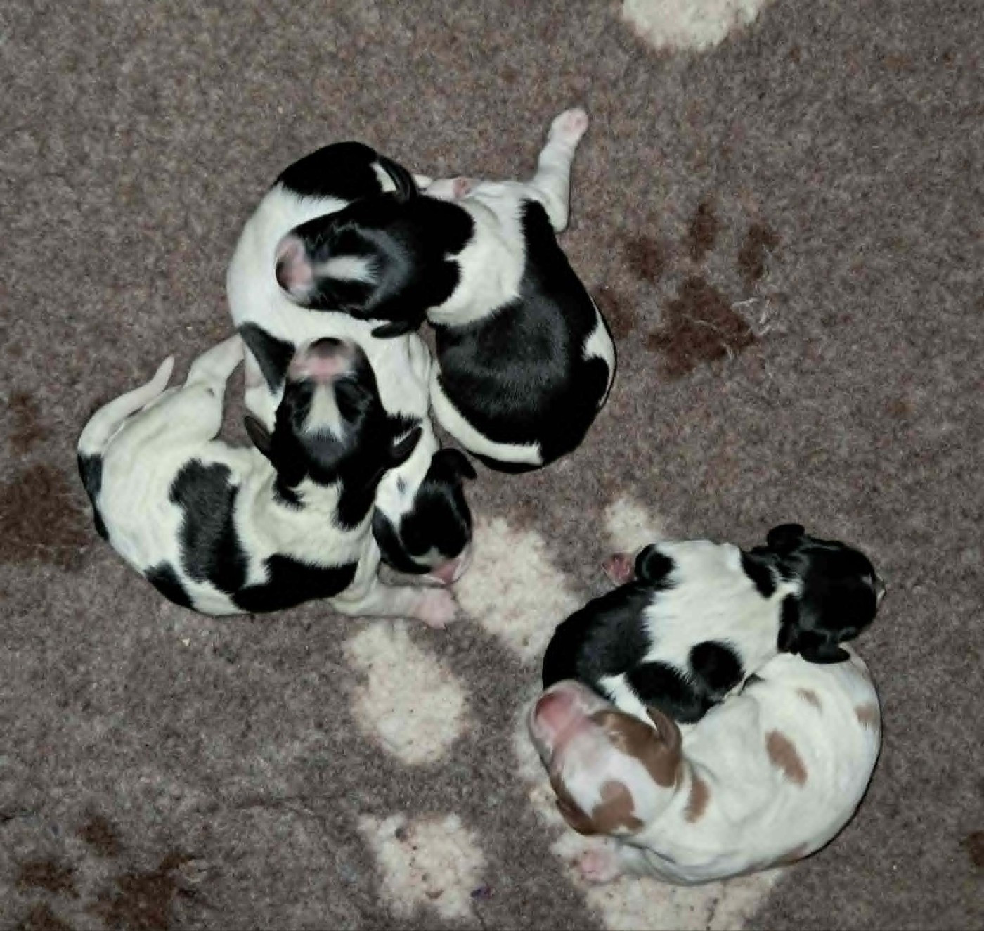 Chiot Epagneul Breton De La Vallée D'oysel